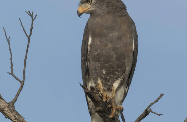 Western Banded Snake Eagle