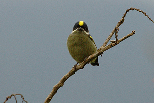 Western Tinkerbird
