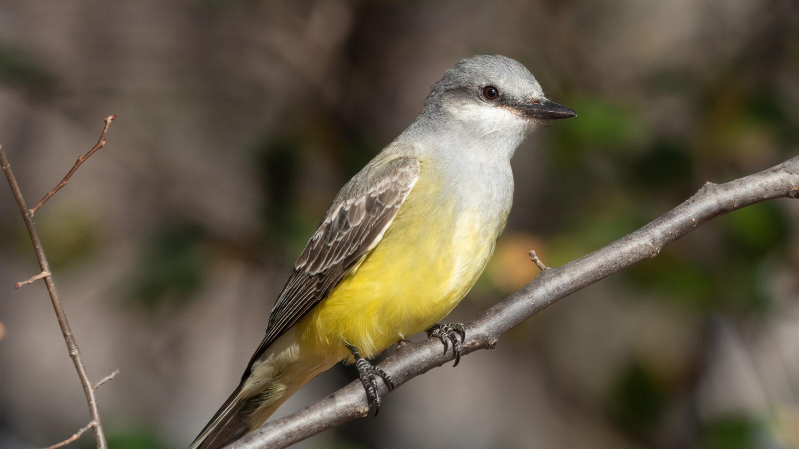 Western Kingbird