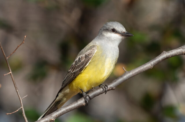 Western Kingbird