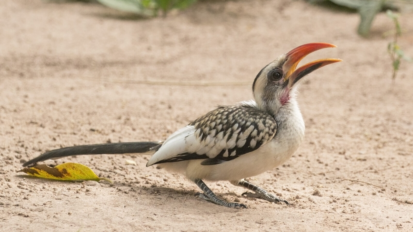 Western Red-billed Hornbill