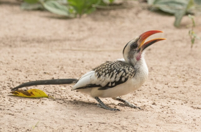 Western Red-billed Hornbill