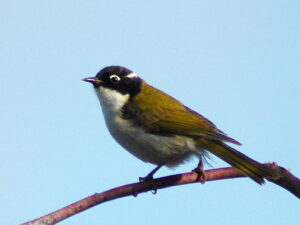 Gilbert’s Honeyeater