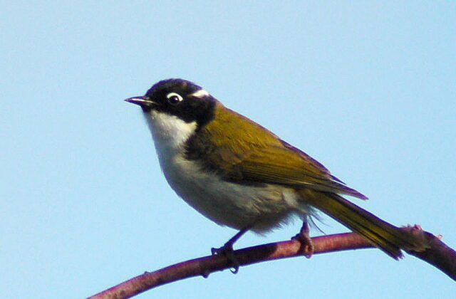 Gilbert’s Honeyeater