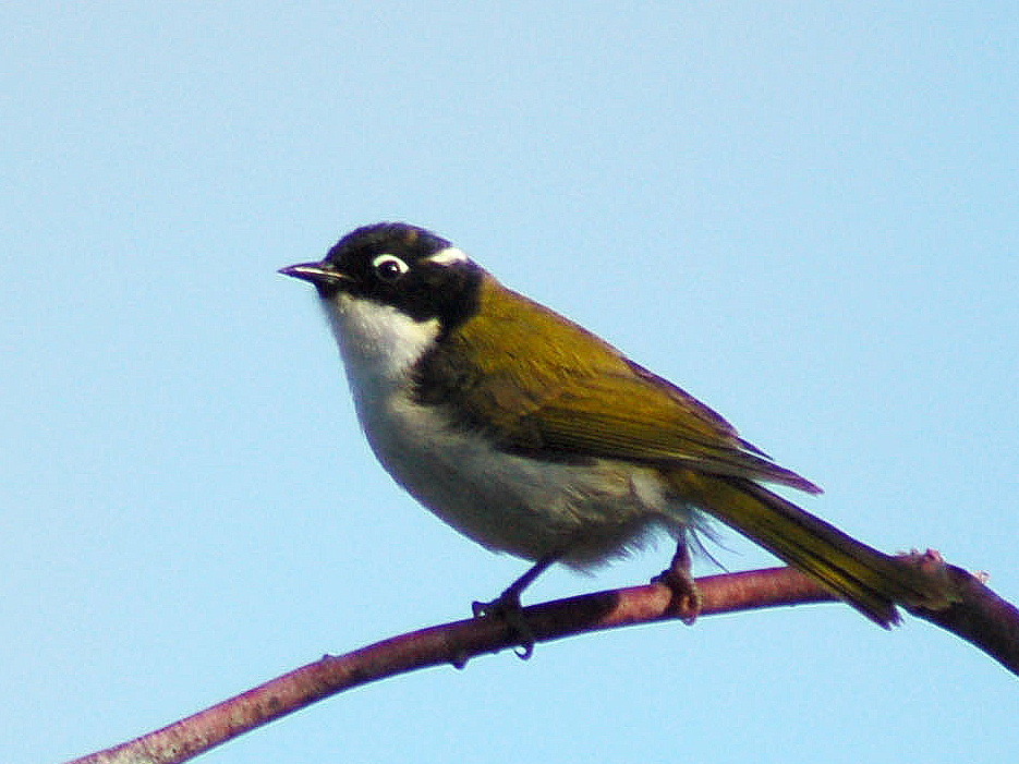 Gilbert’s Honeyeater