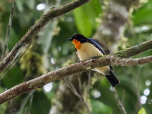 Orange-throated Tanager