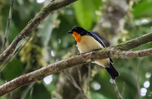 Orange-throated Tanager