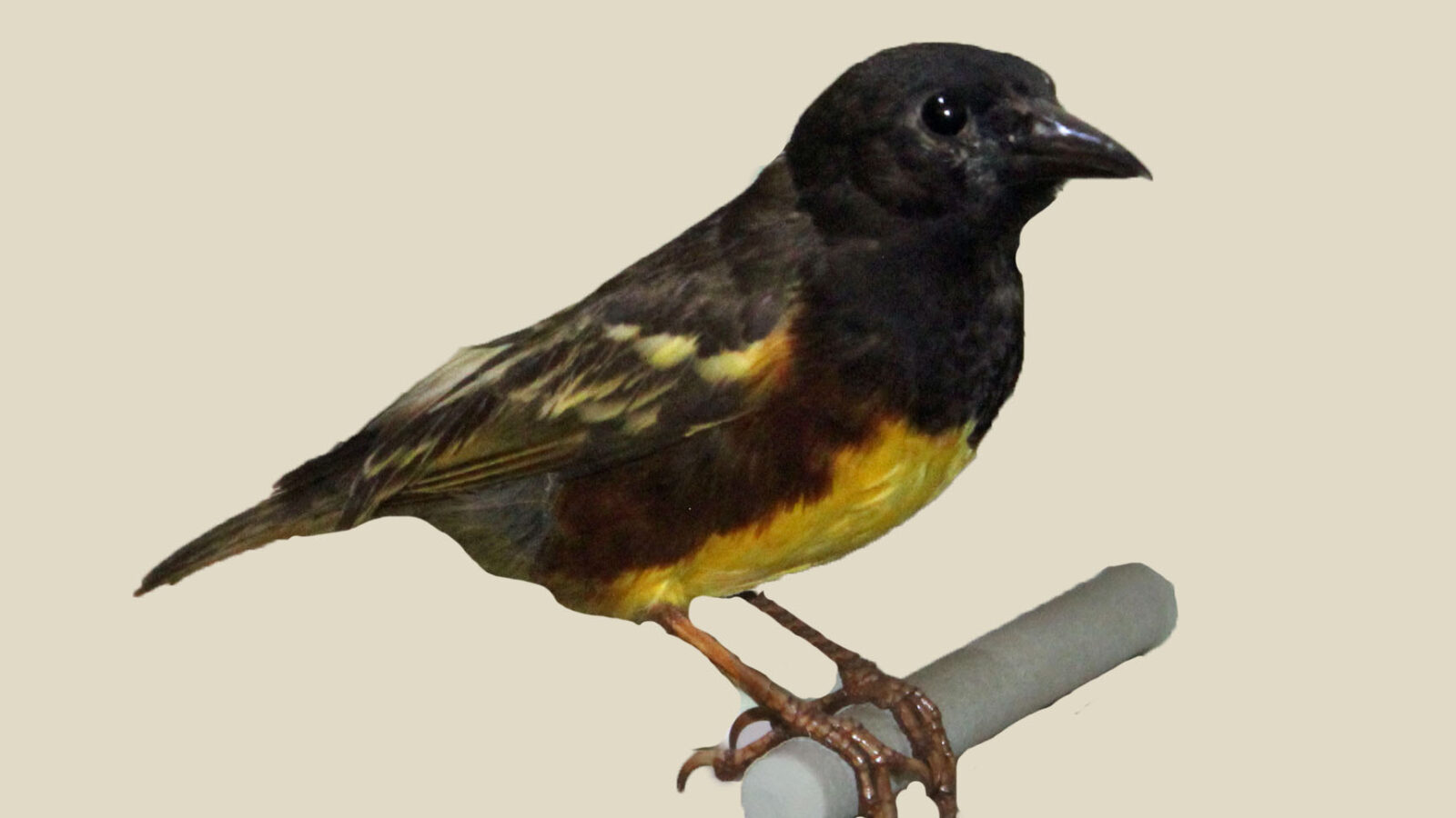 Weyns’s Weaver