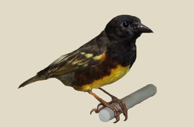 Weyns’s Weaver