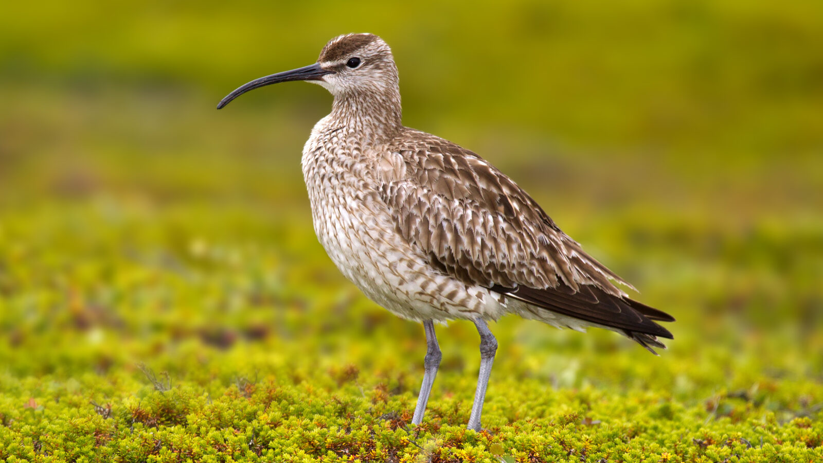 Eurasian Whimbrel
