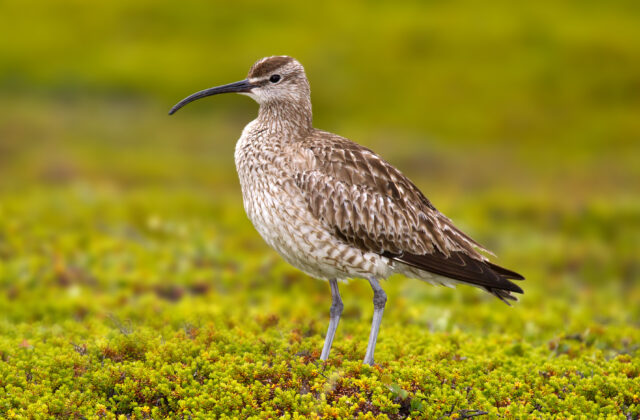 Eurasian Whimbrel