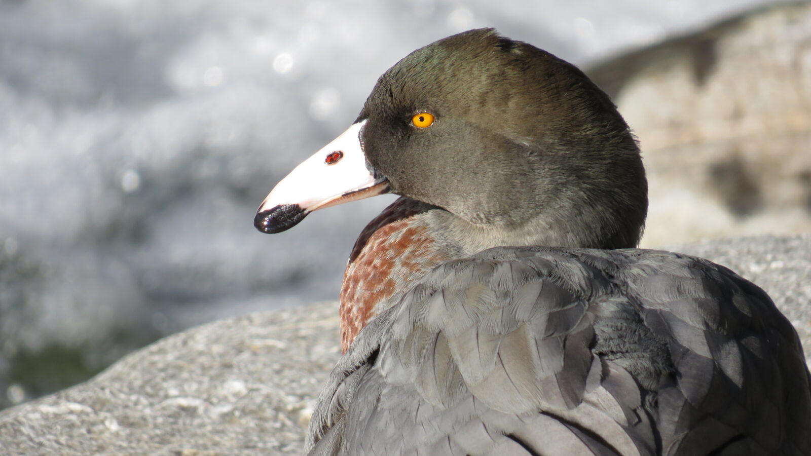Blue Duck