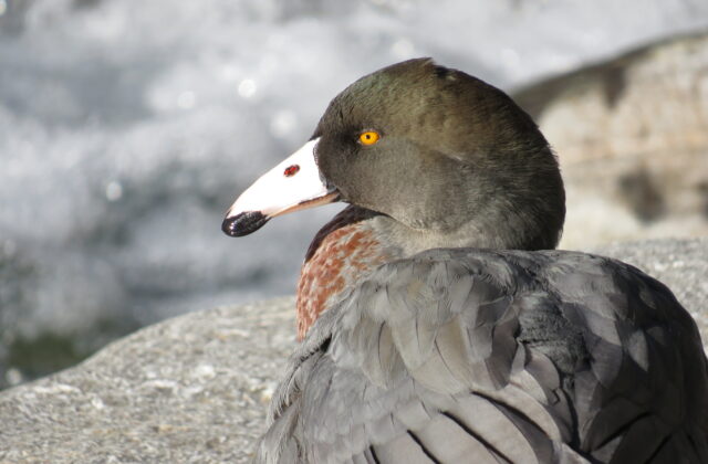Blue Duck