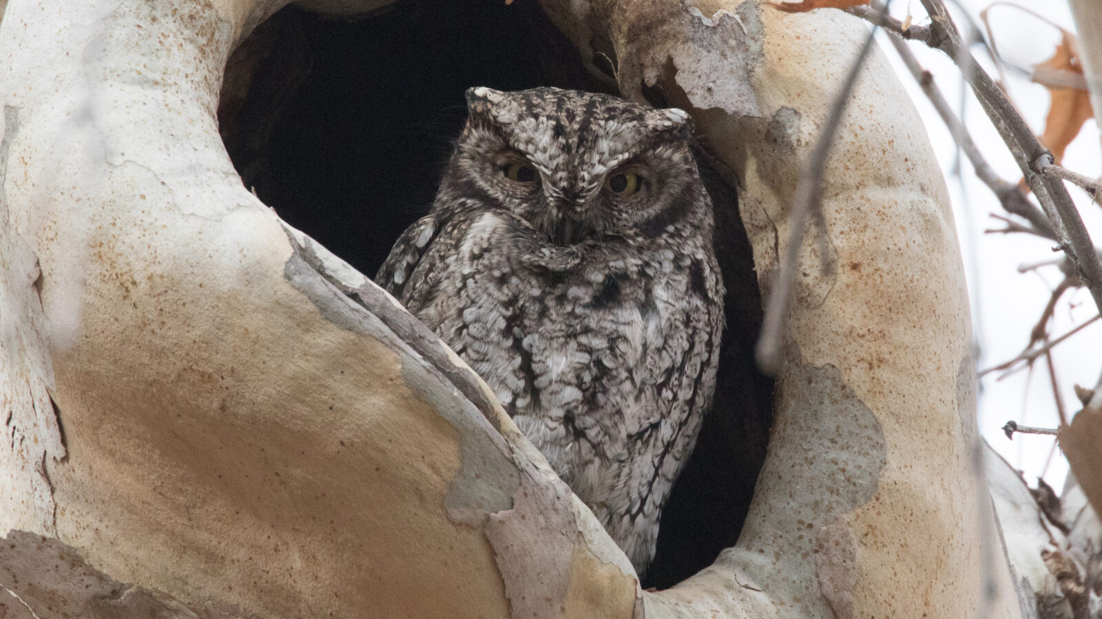 Whiskered Screech Owl