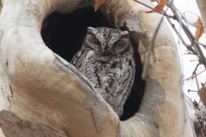 Whiskered Screech Owl
