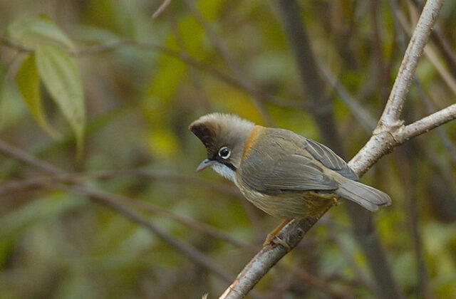 Whiskered Yuhina
