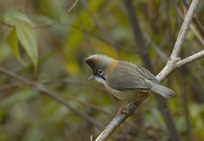 Whiskered Yuhina