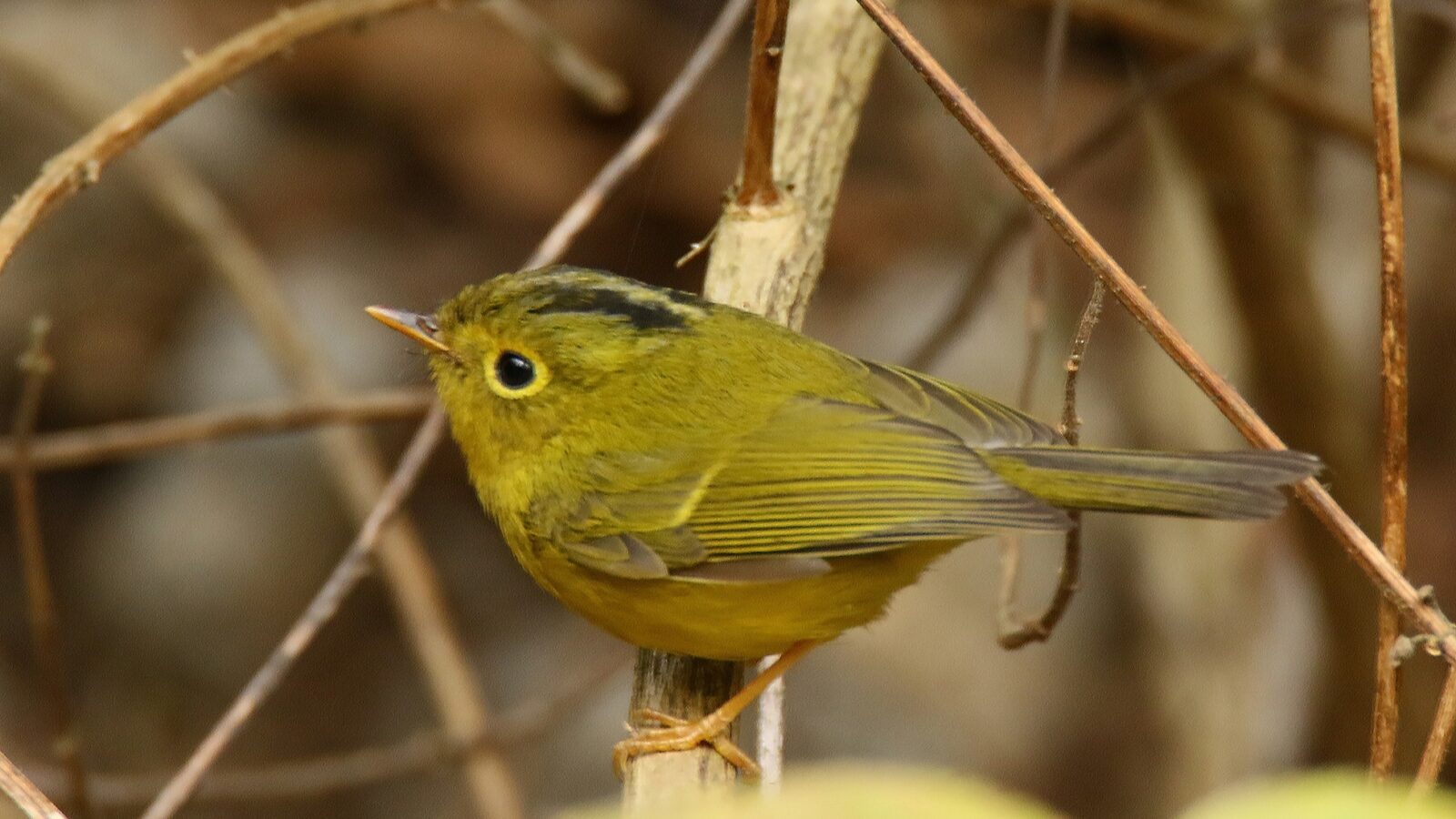 Whistler’s Warbler