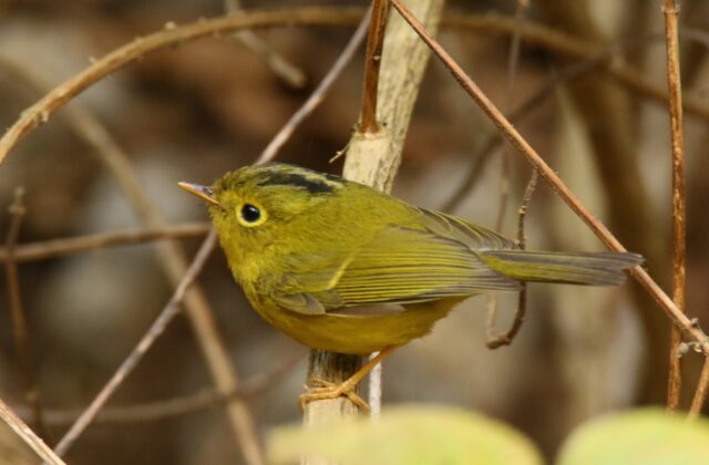 Whistler’s Warbler
