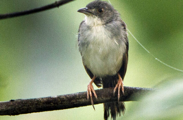 Whistling Cisticola