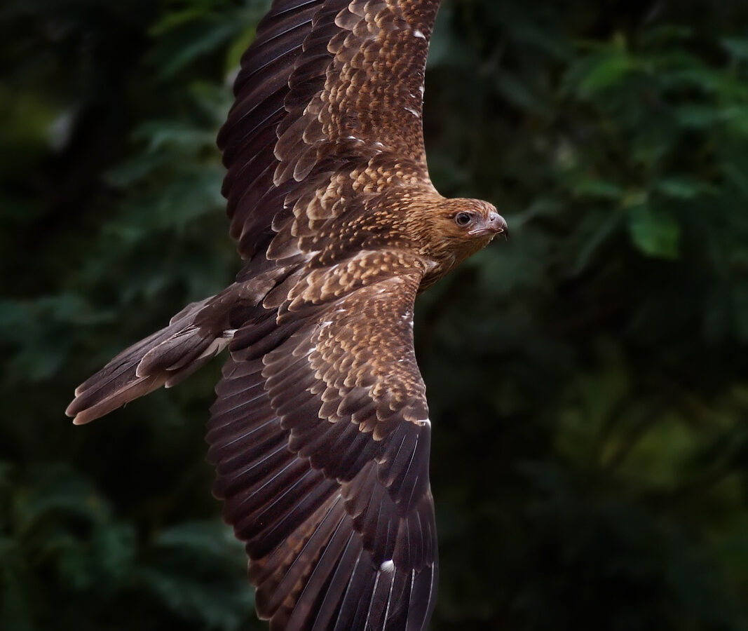 Whistling Kite