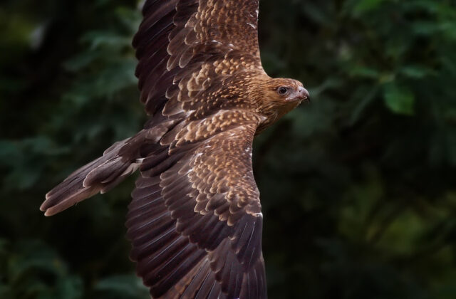 Whistling Kite