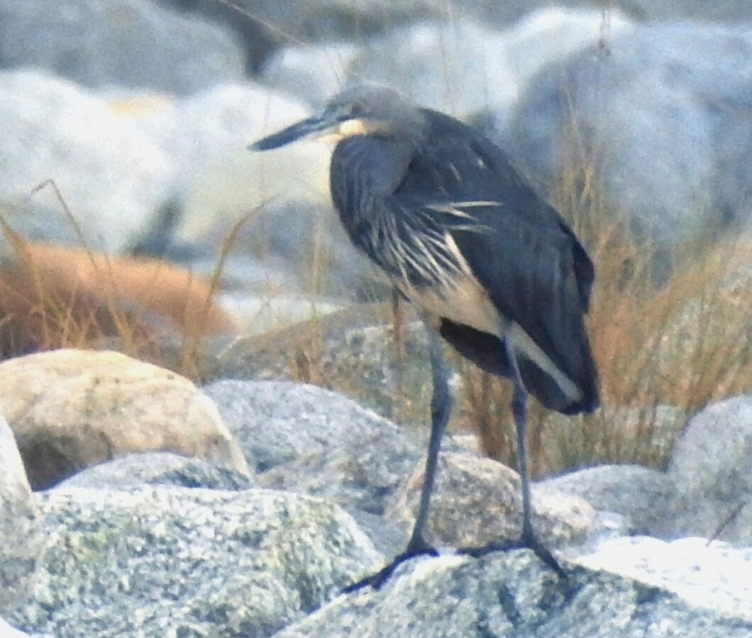 White-bellied Heron