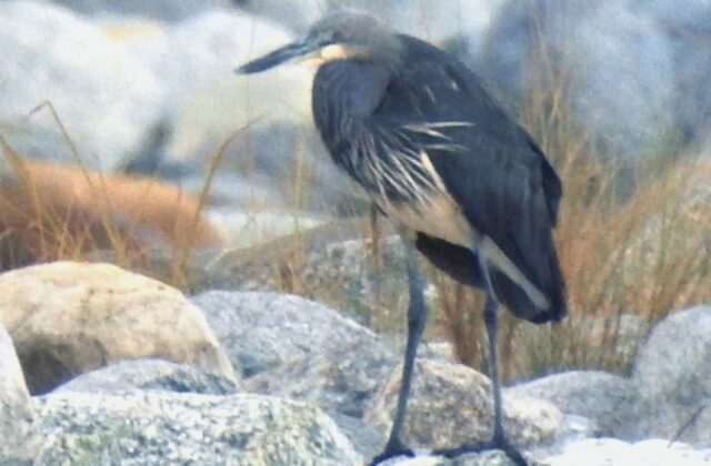 White-bellied Heron