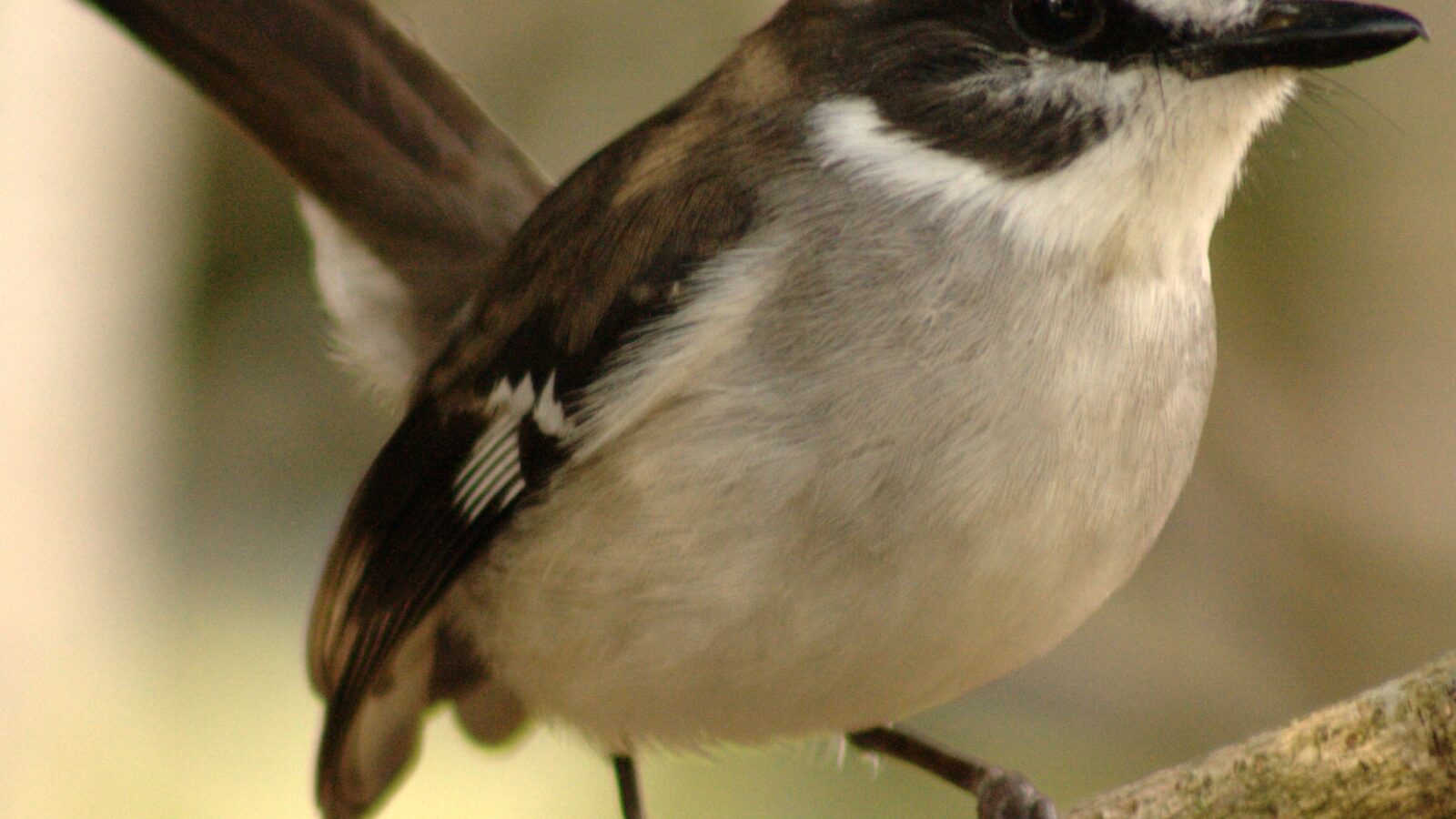 White-browed Robin