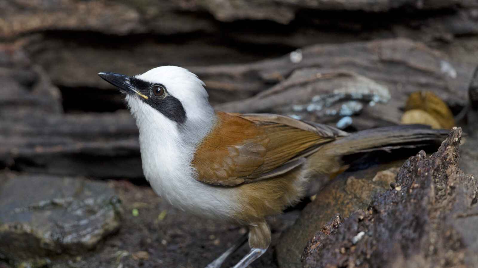 White-crested Laughingthrush