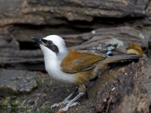 White-crested Laughingthrush