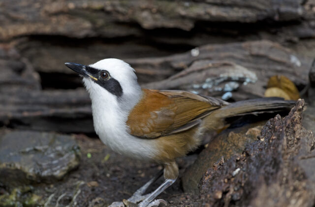White-crested Laughingthrush