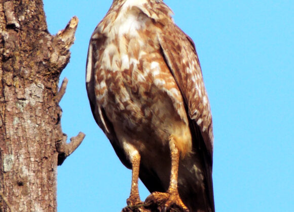White-eyed Buzzard