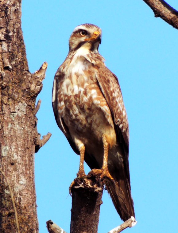 White-eyed Buzzard