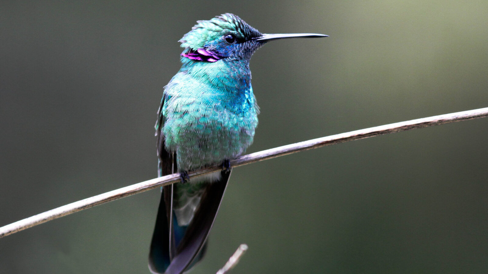 White-vented Violetear
