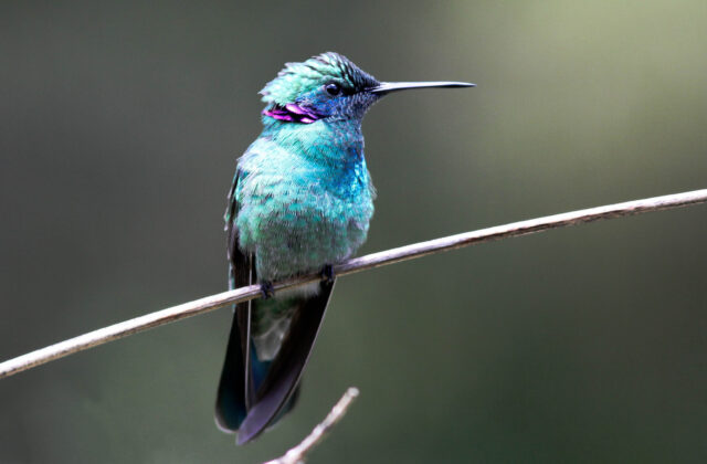 White-vented Violetear