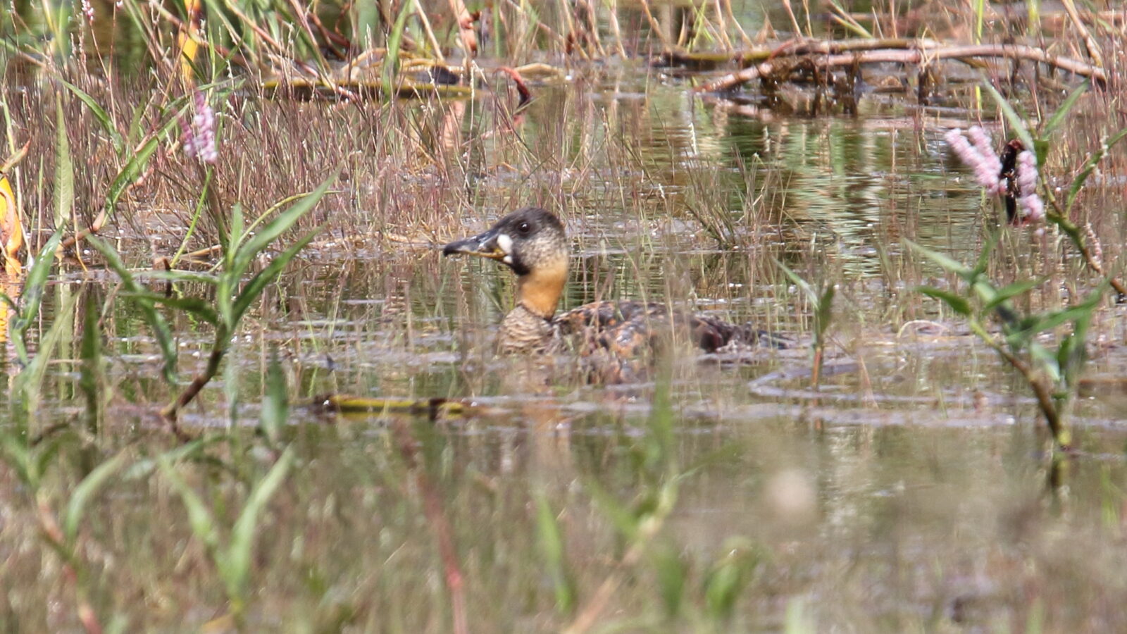 White-backed Duck
