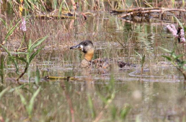 White-backed Duck