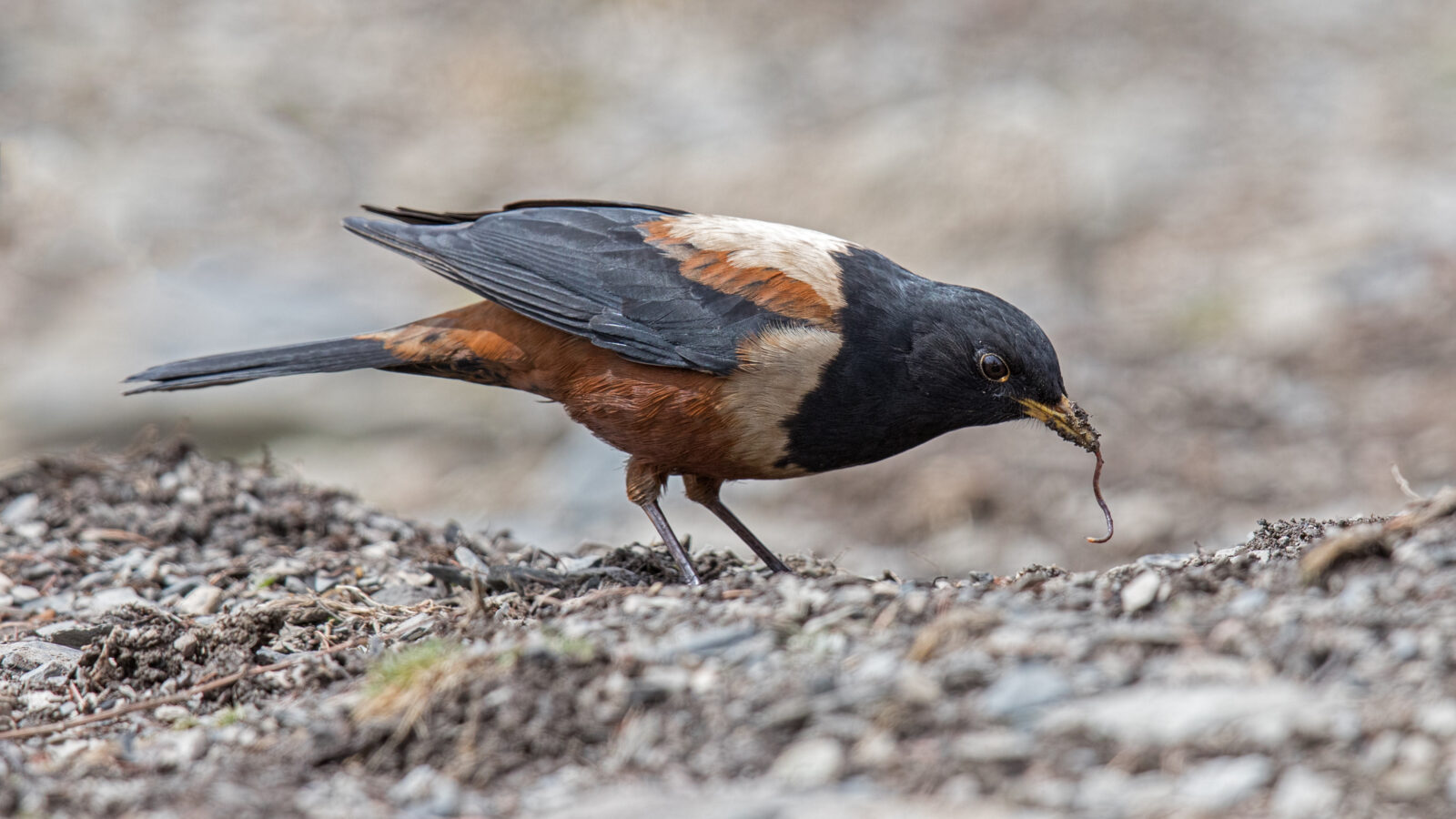 White-backed Thrush