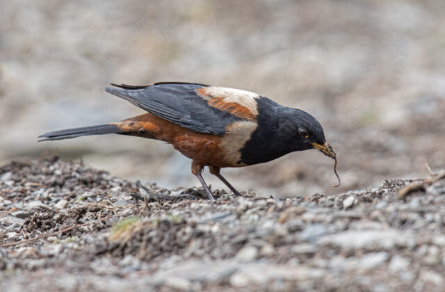 White-backed Thrush