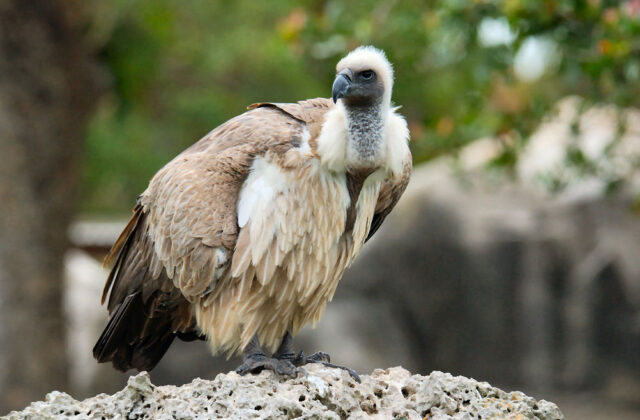 White-backed Vulture