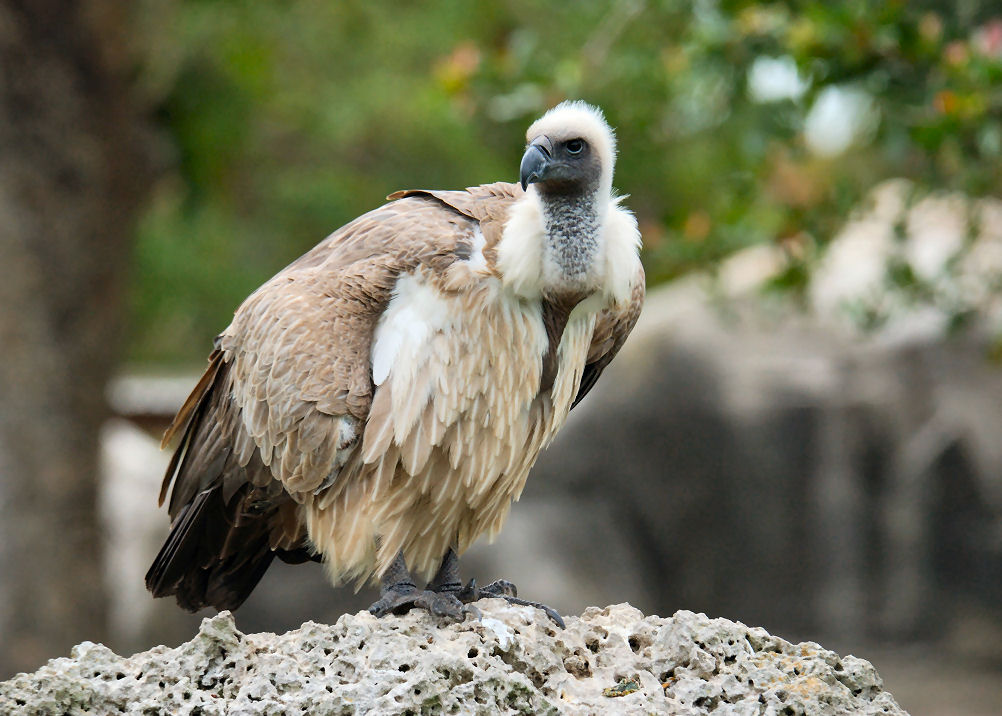 White-backed Vulture