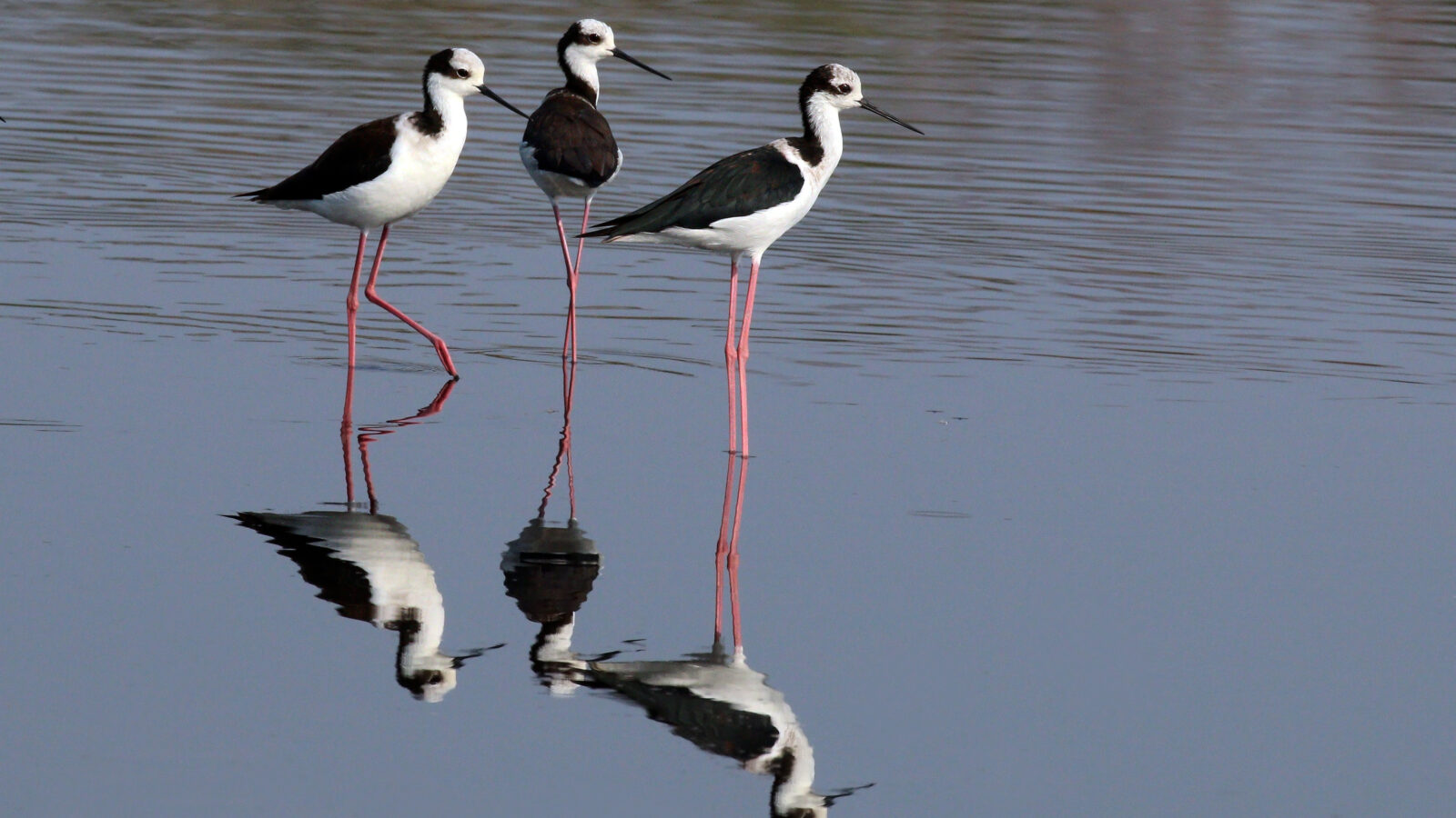 White-backed Stilt