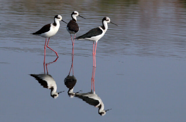 White-backed Stilt
