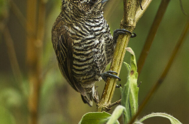 White-barred Piculet