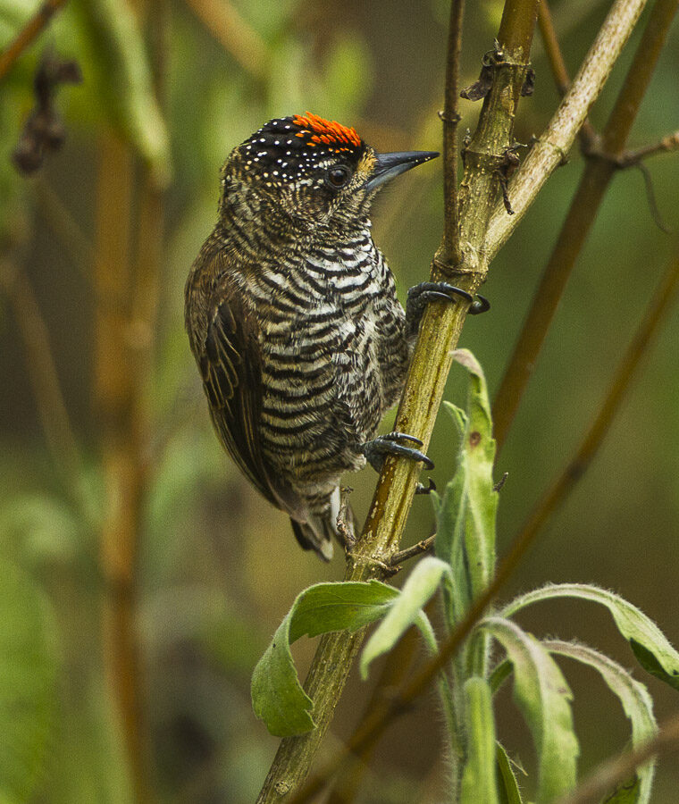 White-barred Piculet