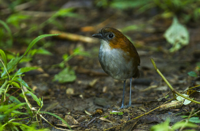 White-bellied Antpitta
