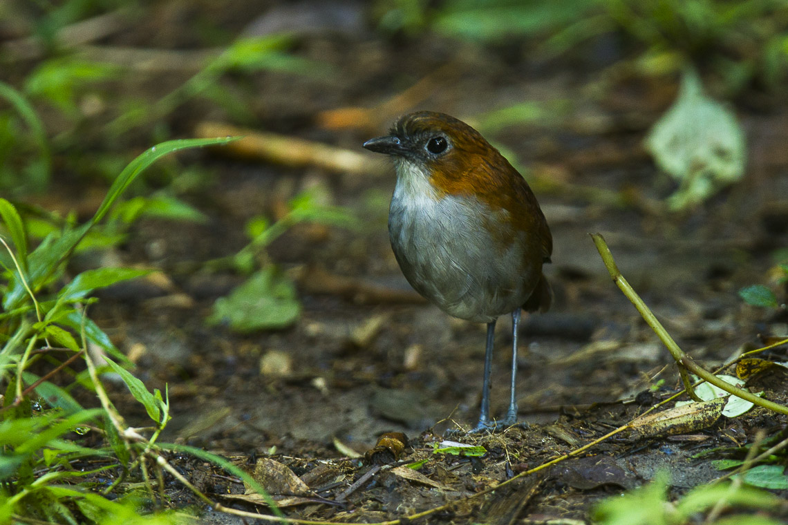 White-bellied Antpitta