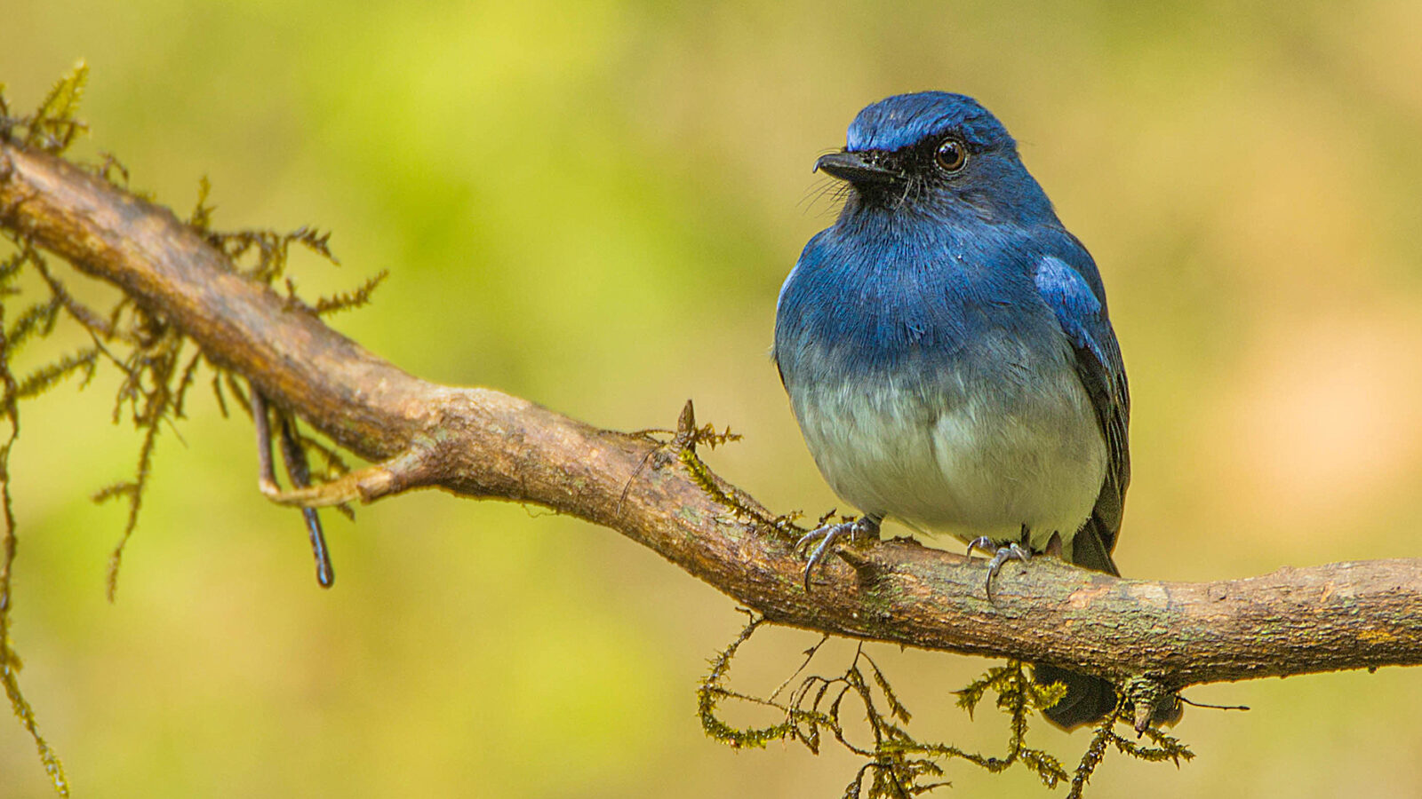White-bellied Blue Flycatcher