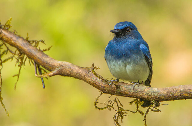 White-bellied Blue Flycatcher
